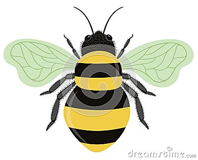 Bumble Bee Isolated on White Background Stock Photo