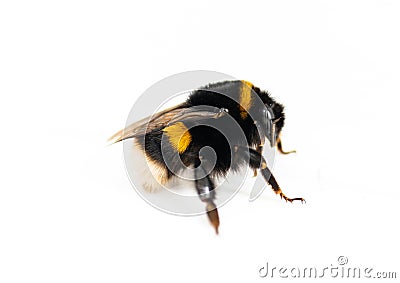 Bumble-bee isolated on white Stock Photo