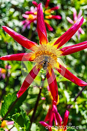 Bumble Bee Pink Red Yellow Minature Fancy Dahlia Stock Photo