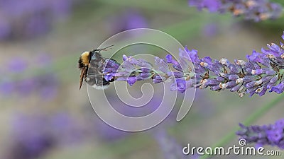 Bumble bee pollinates lavender flower in a lavender field Stock Photo