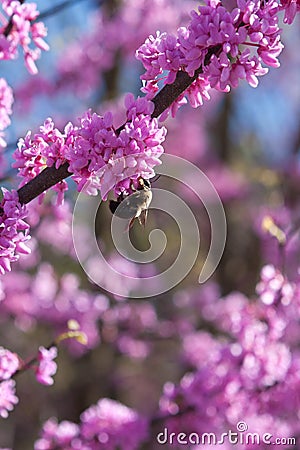 Bumble Bee Pollinates Pink Blossom On Eastern Redbud Tree Stock Photo