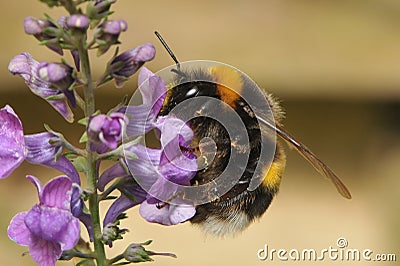 Bumble bee pollinates wild purple flowers Stock Photo