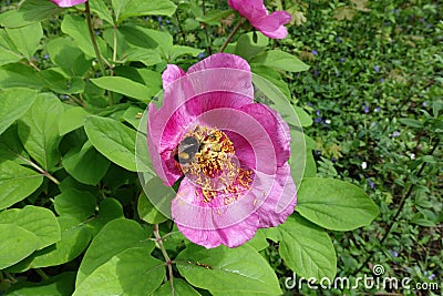 Bumble bee pollinating pink flower of paeonia daurica Stock Photo