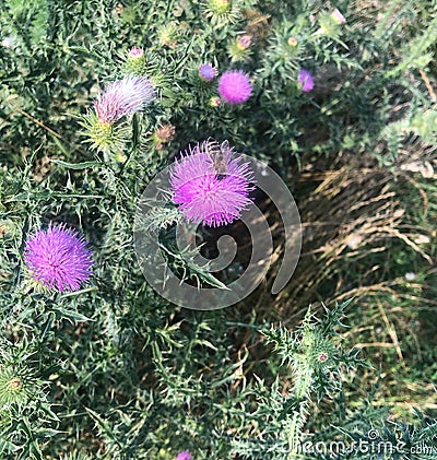 bumble bee on a purple blooming thistle Stock Photo