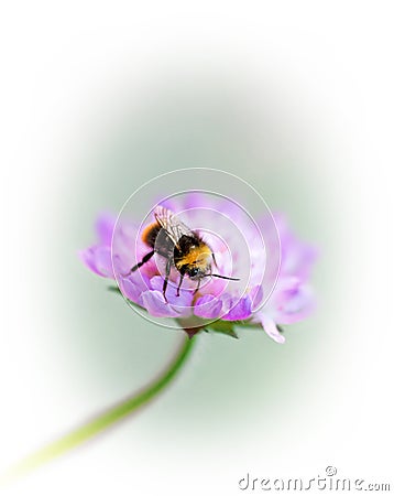 Bumble bee on purple flower Stock Photo