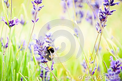 Bumble bee on purple lavender flowers Stock Photo