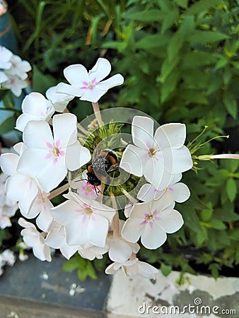 Bumble bee sits on a flower Stock Photo