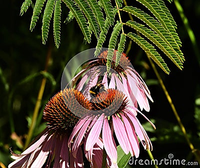 Bumble-bee sitting on purple coneflower Stock Photo