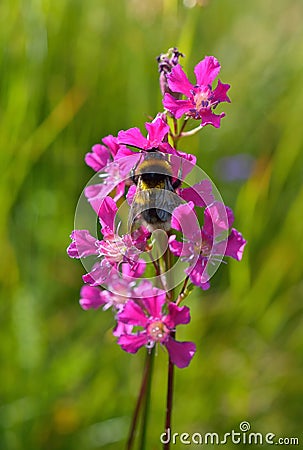 Bumble-bee sitting on wild flower Stock Photo