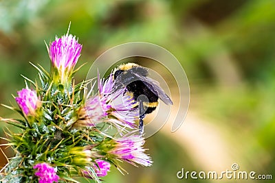 Bumble bee and Slender Thistle Carduus tenuiflorus flower Stock Photo