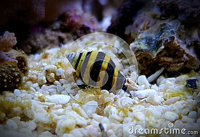 Bumble Bee Snail - Engina sp. Stock Photo