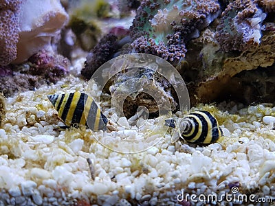 Bumble Bee Snail - Engina sp. Stock Photo