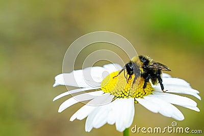 Bumble bee sucks flower nectar from daisies Stock Photo