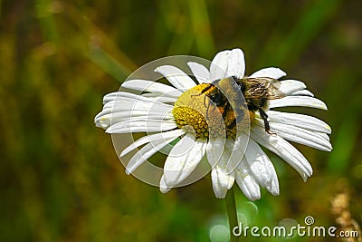 Bumble bee sucks flower nectar from daisies Stock Photo