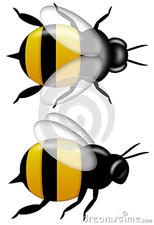 Bumble Bee Top and Side View Isolated on White Stock Photo