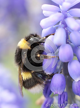 Bumble bee on violet flower Stock Photo