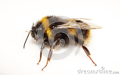 A Bumble Bee on a white background Stock Photo