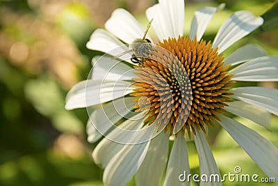 Bumble Bee on White Coneflower Stock Photo