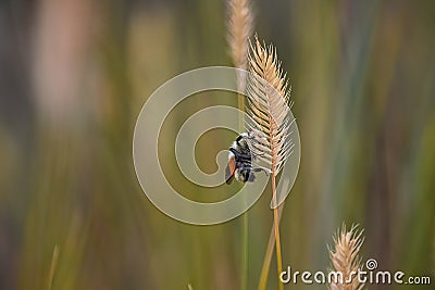 Bumble Bee on Wild Grass Stock Photo