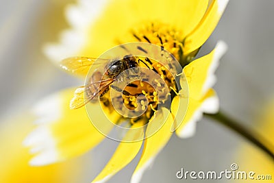 Bumble bee in a yellow coastal tidytips Stock Photo
