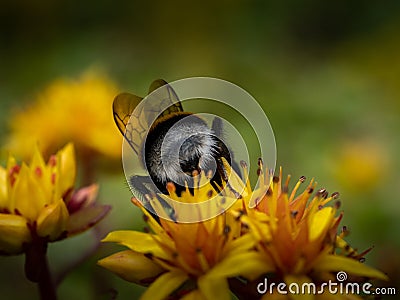 Bumble bee with yellow white stripes sitting on a flower in the garden Stock Photo