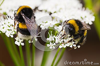Bumble bees busy gathering nectar in summer Stock Photo