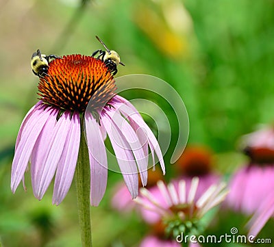 Bumble bees on coneflower Stock Photo