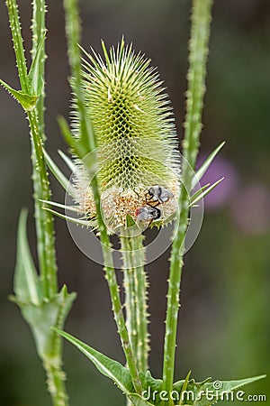 Bumble bees on Dipsacus Stock Photo