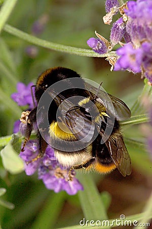 Macro shot bumble bees mating Stock Photo
