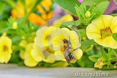 Bumble collecting honey in colorful flower bed. Stock Photo