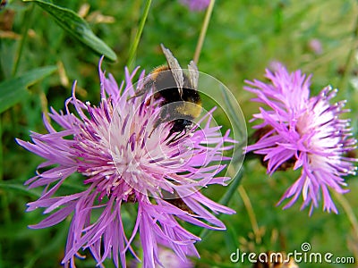 Bumble Flower 1 Stock Photo