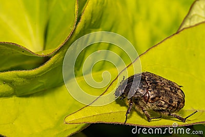 Bumble Flower Beetle Stock Photo