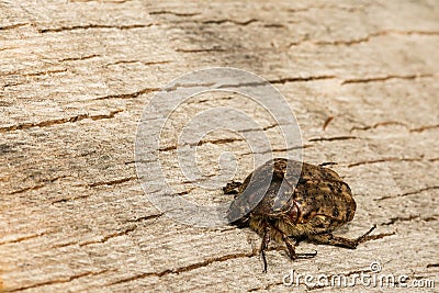 Bumble Flower Beetle Stock Photo