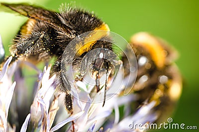 Bumble pollinates a flower/bumble pollinates flower on sunny day. Selective focus Stock Photo