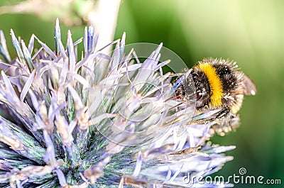 Bumble pollinates a flower/bumble pollinates flower on sunny day. Selective focus Stock Photo