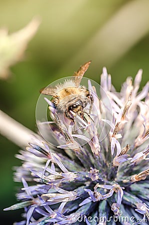 Bumble pollinates a flower/bumble pollinates flower on sunny day. Selective focus Stock Photo