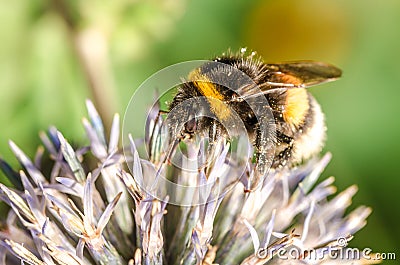 Bumble pollinates a flower/bumble pollinates flower on sunny day. Selective focus Stock Photo