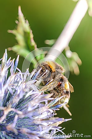 Bumble pollinates a flower/bumble pollinates flower on sunny day. Selective focus Stock Photo