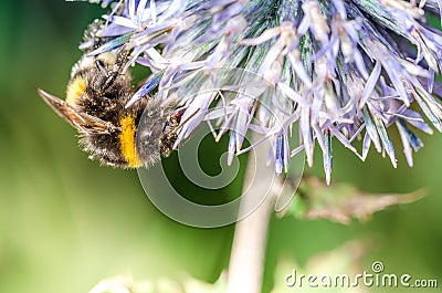 Bumble pollinates a flower/bumble pollinates flower on sunny day. Selective focus Stock Photo