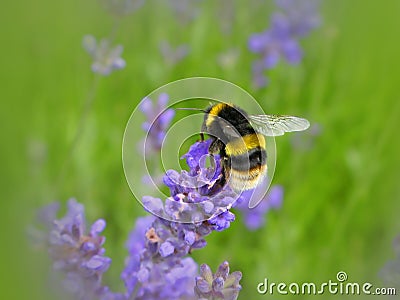 Bumblebee Stock Photo