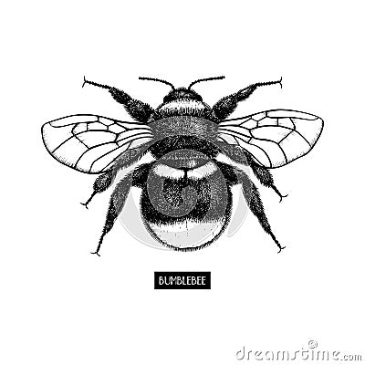 Vector drawing of Bumlebee. Hand drawn insect sketch isolated on white. Engraving style bumble bee illustrations. Cartoon Illustration