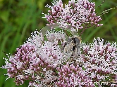 Bumblebee on the blossom of a agrimony flower with pink blossom Stock Photo