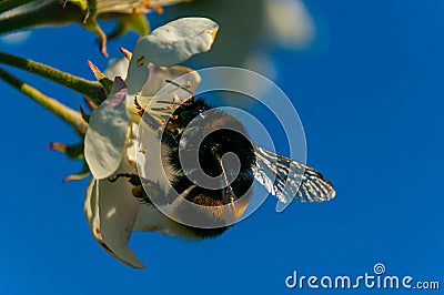 Bumblebee on an apple flower. Blue sky background. Stock Photo