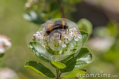 Bumblebee and Aronia Flower Stock Photo