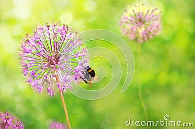 Bumblebee on a beautiful round flower. allium rosenbachianum. Bright summer macro composition on a green background in the sun. Stock Photo