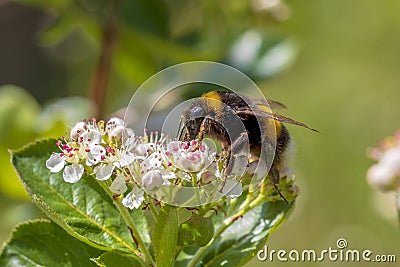 Bumblebee and Flowes Macro Stock Photo