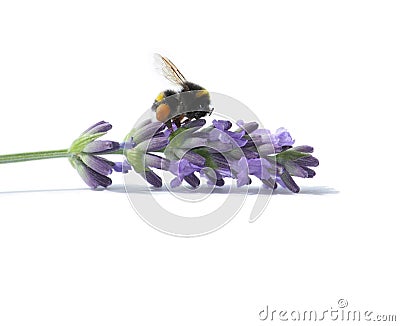 Bumblebee on blooming lavender Stock Photo