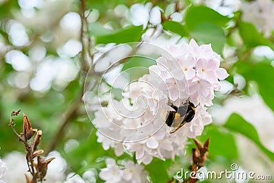 The bumblebee. Blooming spring flowers. Beautiful flowering flowers of lilac tree. Spring concept. The branches of lilac on a tree Stock Photo