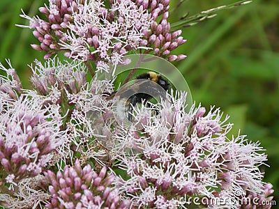 Bumblebee on the blossom of a agrimony flower with pink blossom Stock Photo