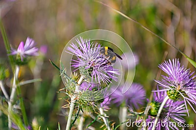 Bumblebee (bombus) collecting pollen. Stock Photo